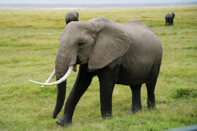 非洲肯尼亚大象