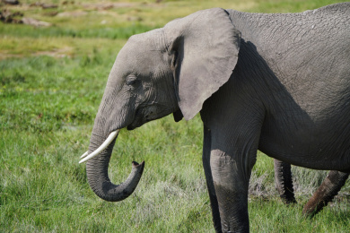 非洲肯尼亚大象