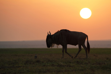 非洲肯尼亚落日下的角马