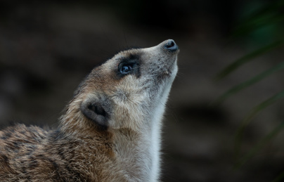 狐獴细尾獴特写