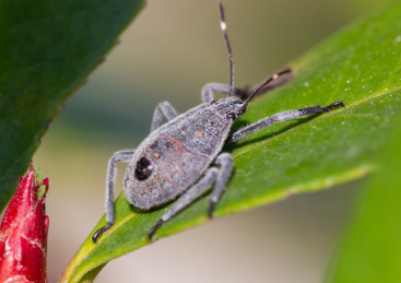 自然生态中的黄斑蝽若虫