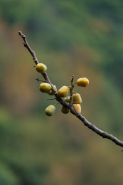 树枝上的野生果实南酸枣