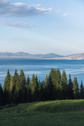 中国新疆赛里木湖夏季风光，湖畔的松林