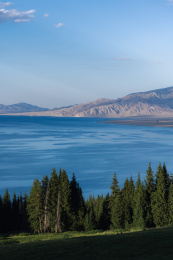 中国新疆赛里木湖夏季风光，湖畔的松林