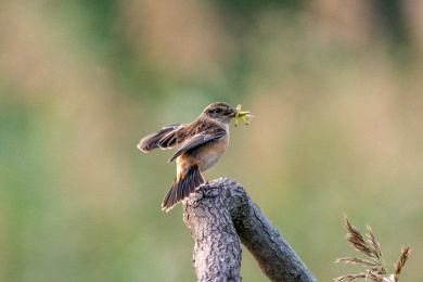 黑喉石䳭鸟捕食了一只昆虫站在树枝上