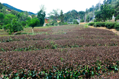 酷暑炎热天气下茶园茶树茶叶干枯
