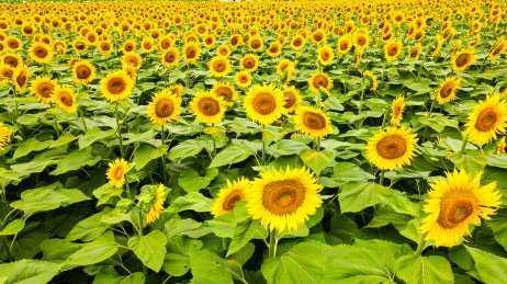 太阳花葵花花朵