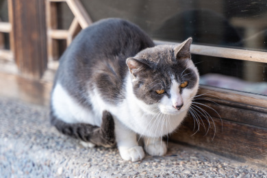 老猫在窗户上休息奶牛猫