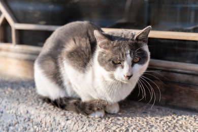老猫在窗户上休息奶牛猫