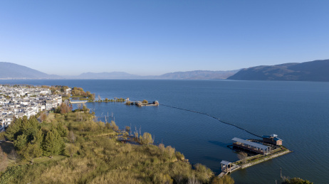 云南大理洱海水杉航拍