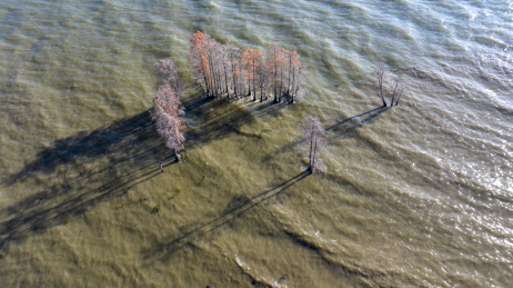 云南大理洱海水杉航拍