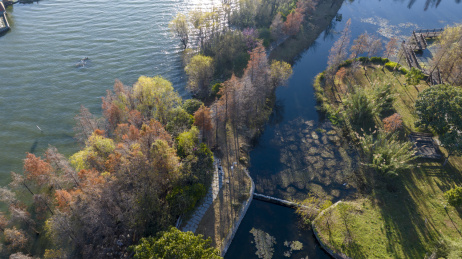 云南大理洱海水杉航拍