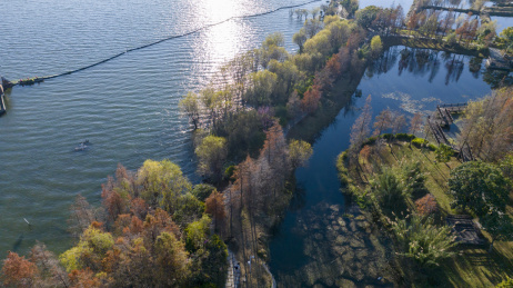 云南大理洱海水杉航拍