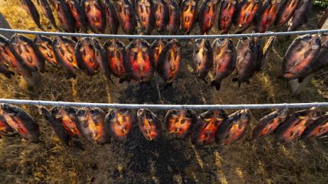 江南渔家晒青鱼干