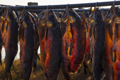 江南渔家晒青鱼干