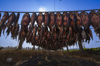 江南渔家晒青鱼干