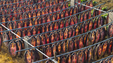 江南渔家晒青鱼干