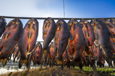 江南渔家晒青鱼干