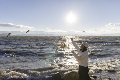 大理洱海日出唯美光线 美女快乐喂海鸥