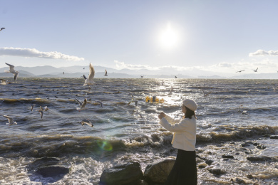 大理洱海日出唯美光线 美女快乐喂海鸥