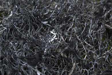 枯草燃烧后的灰烬