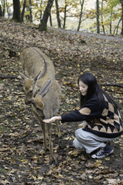 一个女生喂食梅花鹿