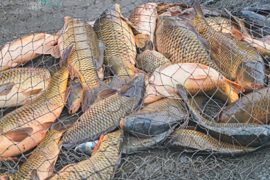 中国河北张家口沽源县库伦淖湖冰上捕鱼