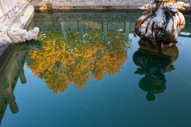 西安碑林博物馆水中倒影里金黄色梧桐