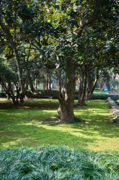 户外的绿色植物从下往上仰视看着天空