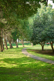 户外的绿色植物从下往上仰视看着天空