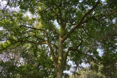 户外的绿色植物从下往上仰视看着天空