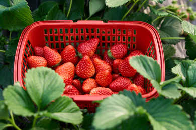 刚采摘下来的新鲜成熟草莓
