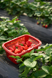 刚采摘下来的新鲜成熟草莓