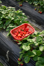 刚采摘下来的新鲜成熟草莓