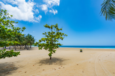 海南陵水呆呆岛椰林风光