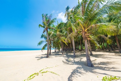 海南陵水呆呆岛椰林风光