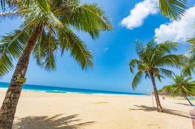 海南陵水呆呆岛椰林风光