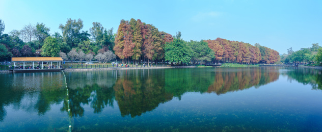 广州麓湖公园落羽杉树林红叶秋色风光