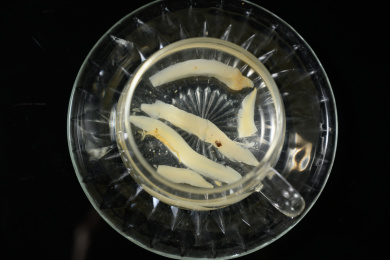 桌面上的杯子里的甘甜可口的天冬茶