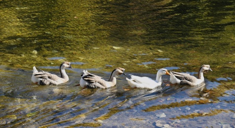 群鹅戏水