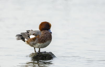 迁徙到深圳过冬的赤颈鸭