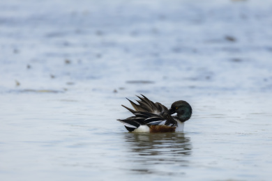 迁徙到深圳过冬的赤颈鸭