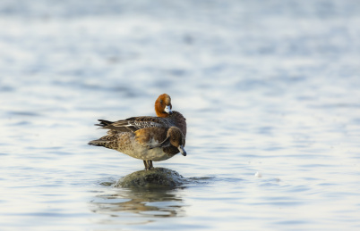 迁徙到深圳过冬的赤颈鸭