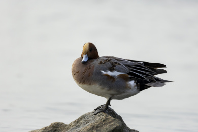 迁徙到深圳过冬的赤颈鸭