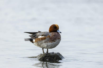 迁徙到深圳过冬的赤颈鸭