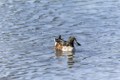 迁徙到深圳过冬的赤颈鸭