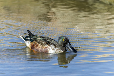 迁徙到深圳过冬的赤颈鸭