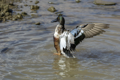 迁徙到深圳过冬的赤颈鸭