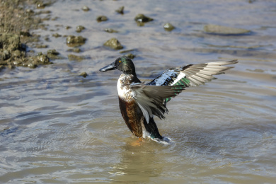 迁徙到深圳过冬的赤颈鸭