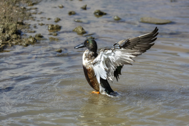 迁徙到深圳过冬的赤颈鸭